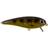 Spotted Bullhead