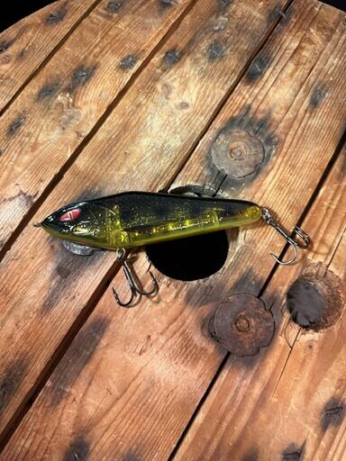 Spotted Bullhead